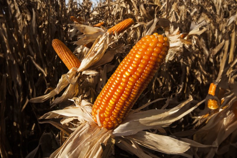 Corn NT228 NO-OGM