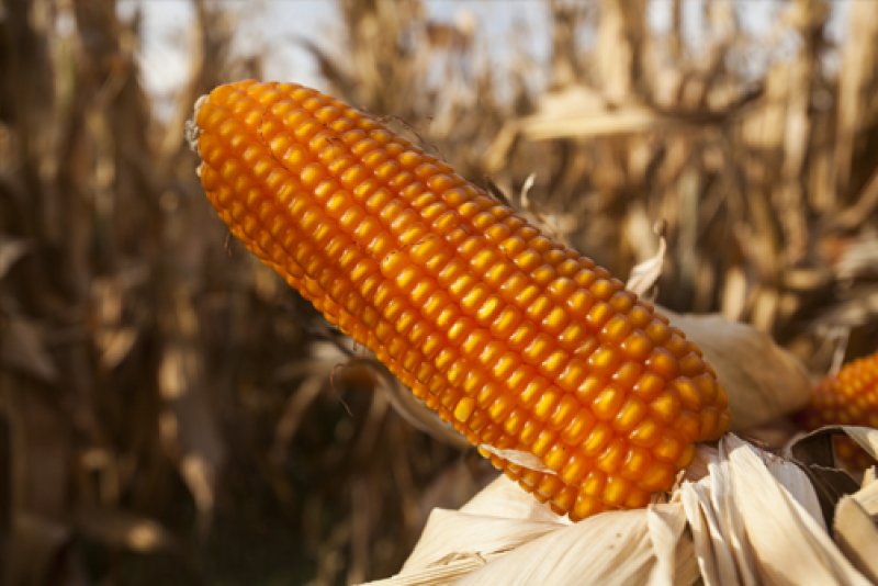 Corn NT333 NO-OGM