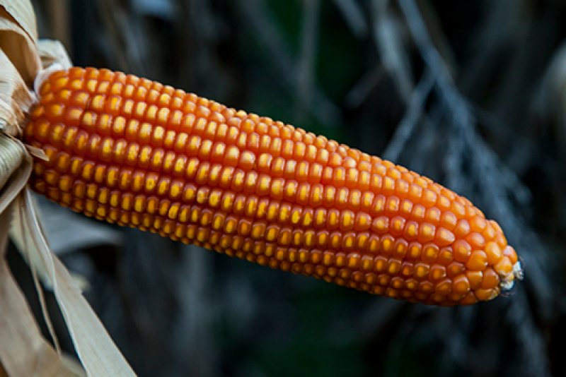 Corn NT2610 NO-OGM