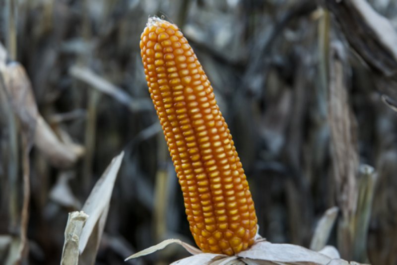 Corn NT2572 NO-OGM