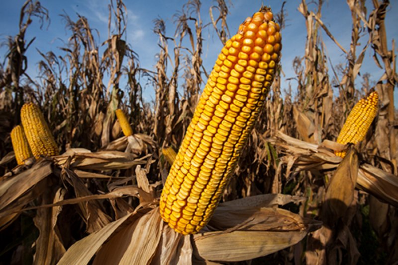 Corn NT1623 NO-OGM